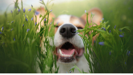 Warum frisst mein Hund Gras?