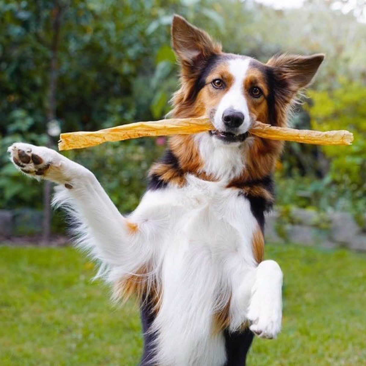 Carnello Hundemakkaroni Leckerli für Hunde 60g