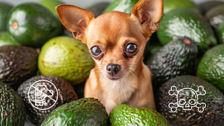 Dürfen Hunde Avocados essen? Alles über giftige Avocado für Hunde!