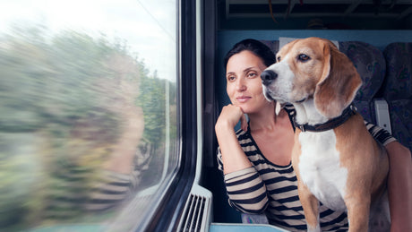 Hunde im Zug: Tipps für Bahnreisen mit Haustier bei der Deutschen Bahn