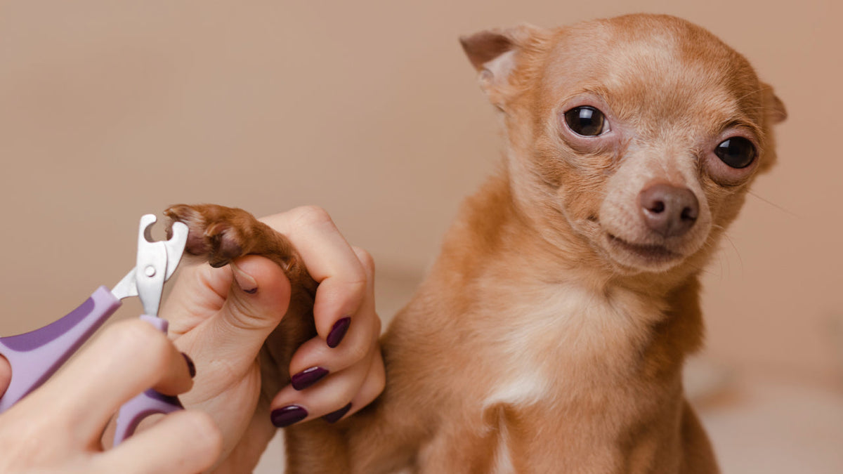 Krallen Schneiden Hund In Der Nähe Krallen schneiden beim Hund: Anleitung, Tipps und Tricks für die Pfleg