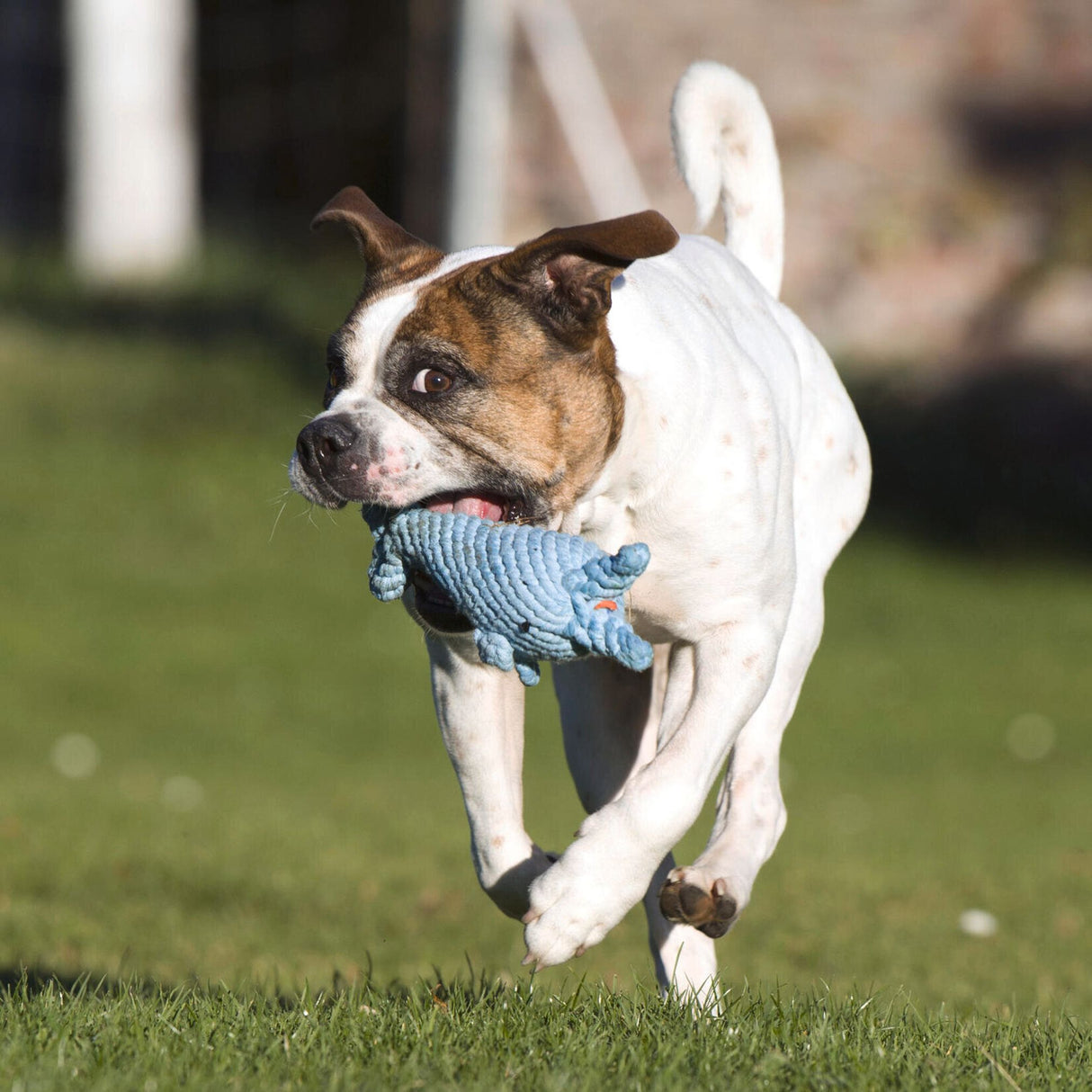 Laboni Hundespielzeug Didi Delfin - Kult Spielzeug für Hunde