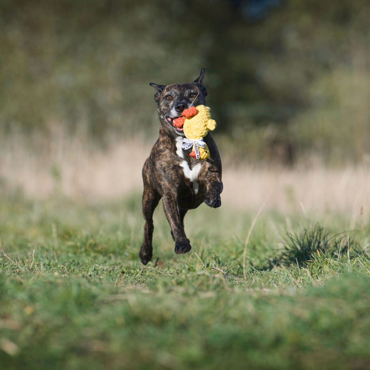 Laboni Hundespielzeug Emma Ente - Kult Spielzeug für Hunde