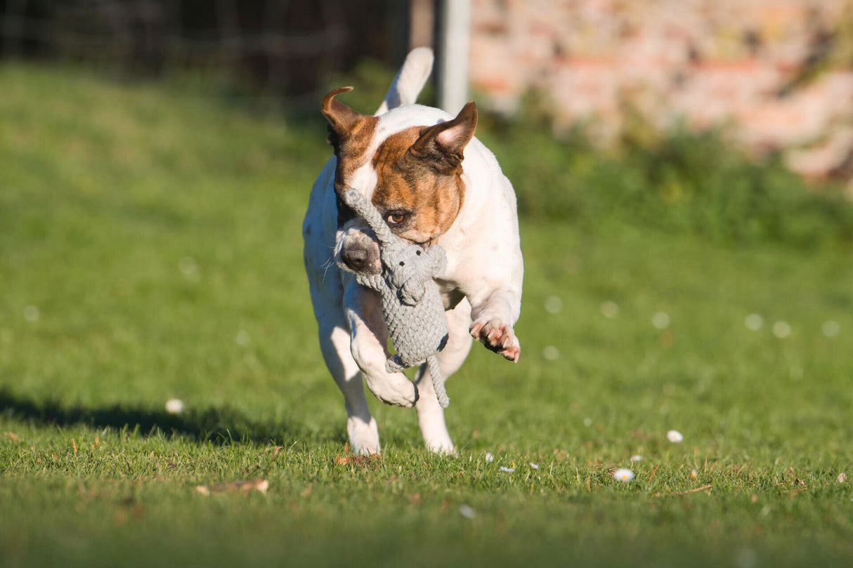 Laboni Hundespielzeug Elton Elefant - Kult Spielzeug für Hunde