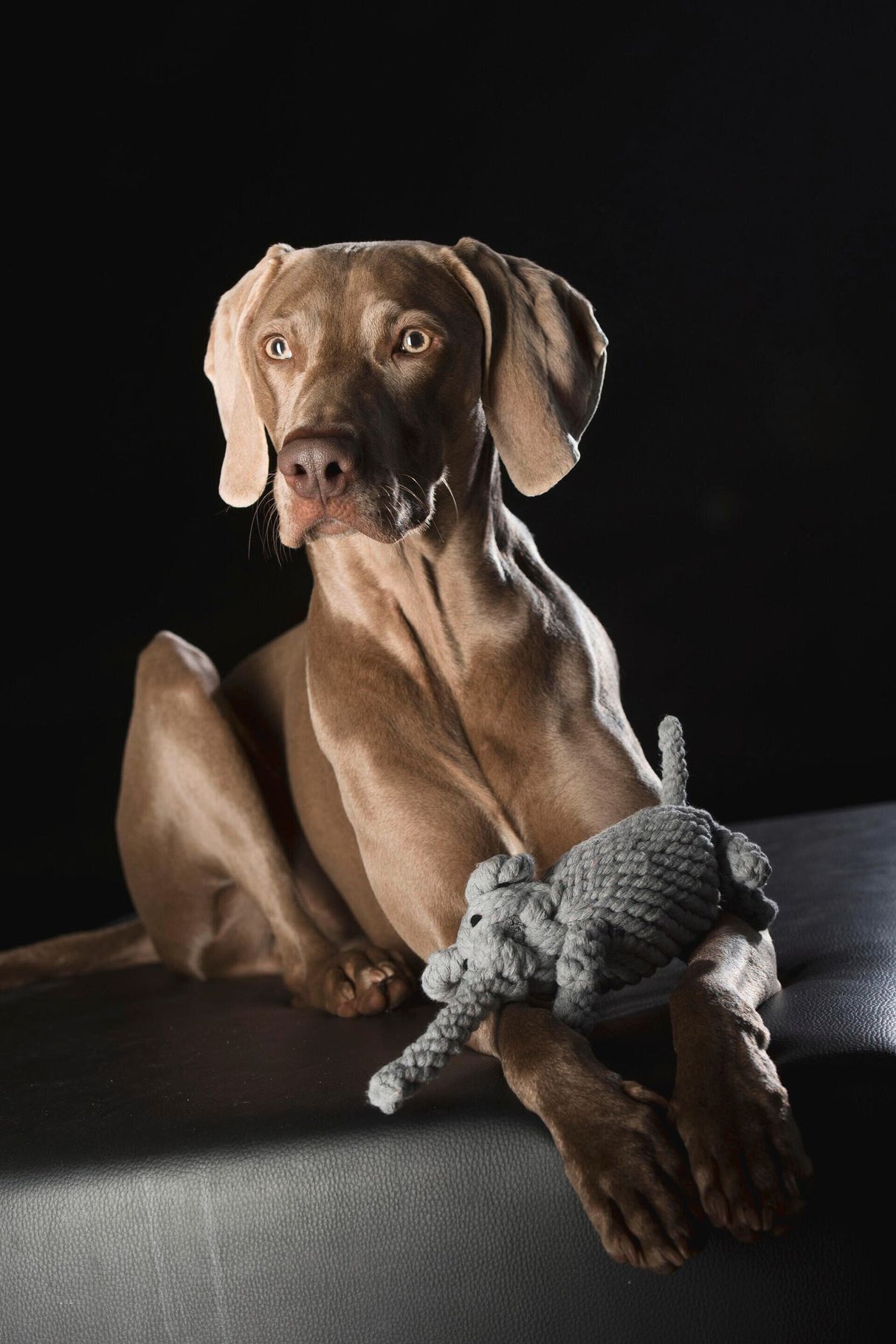Laboni Hundespielzeug Elton Elefant - Kult Spielzeug für Hunde