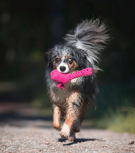 Laboni Hundespielzeug Franzi Flamingo - Kult Spielzeug für Hunde