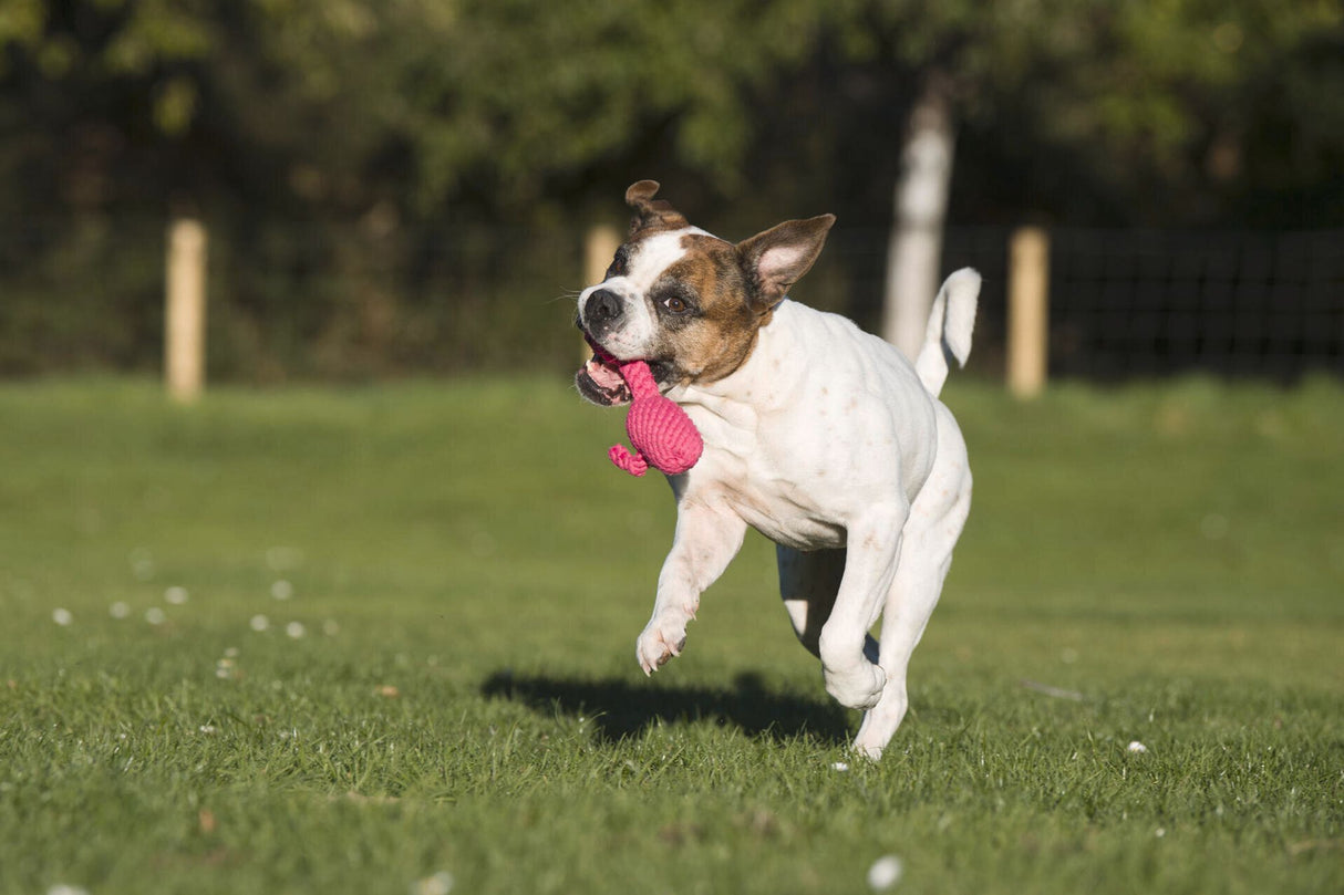 Laboni Hundespielzeug Franzi Flamingo - Kult Spielzeug für Hunde