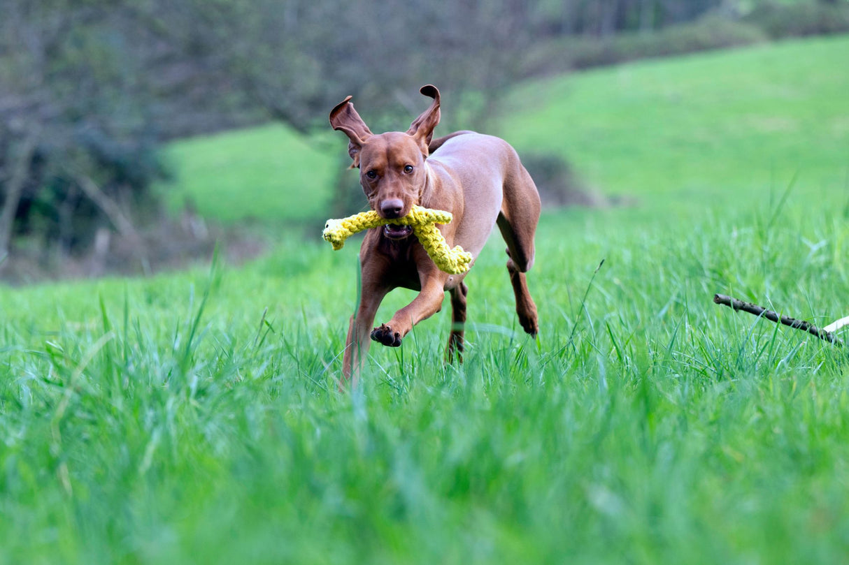 Laboni Hundespielzeug Greta Giraffe - Kult Spielzeug für Hunde