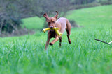 Laboni Hundespielzeug Greta Giraffe - Kult Spielzeug für Hunde