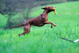 Laboni Hundespielzeug Greta Giraffe - Kult Spielzeug für Hunde