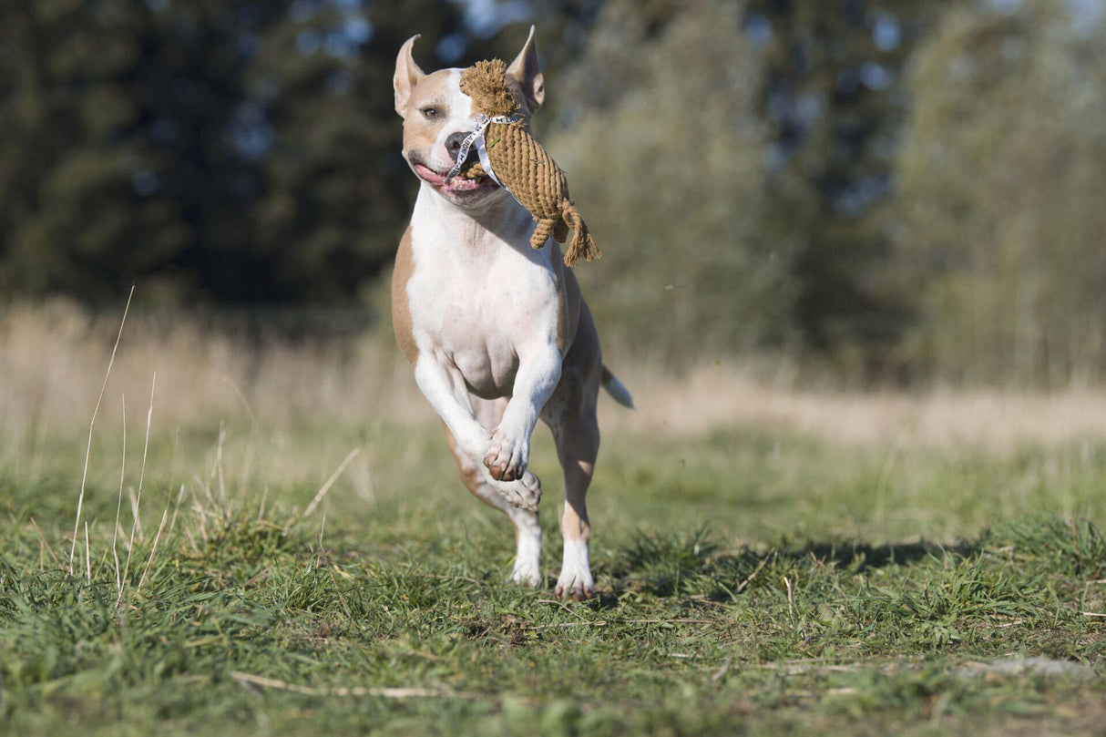 Laboni Hundespielzeug Franz Pferdinand - Kult Spielzeug für Hunde
