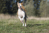 Laboni Hundespielzeug Franz Pferdinand - Kult Spielzeug für Hunde