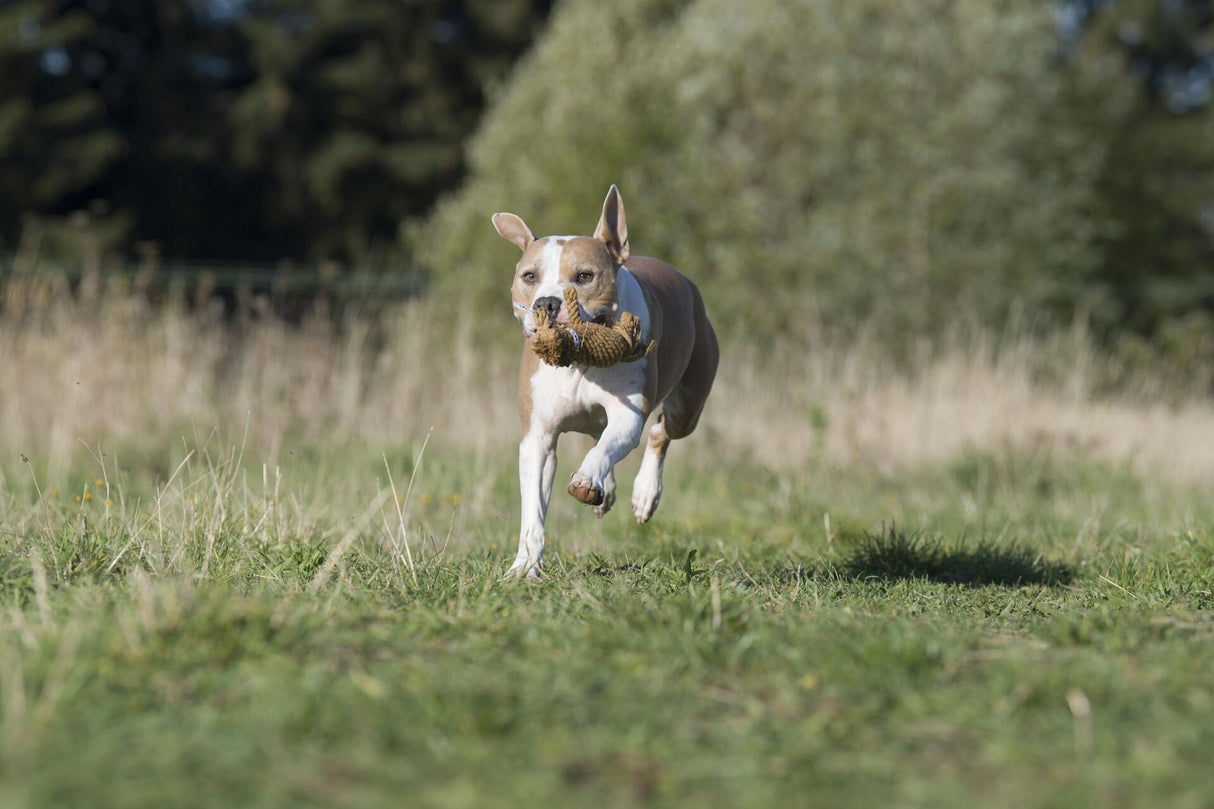 Laboni Hundespielzeug Franz Pferdinand - Kult Spielzeug für Hunde