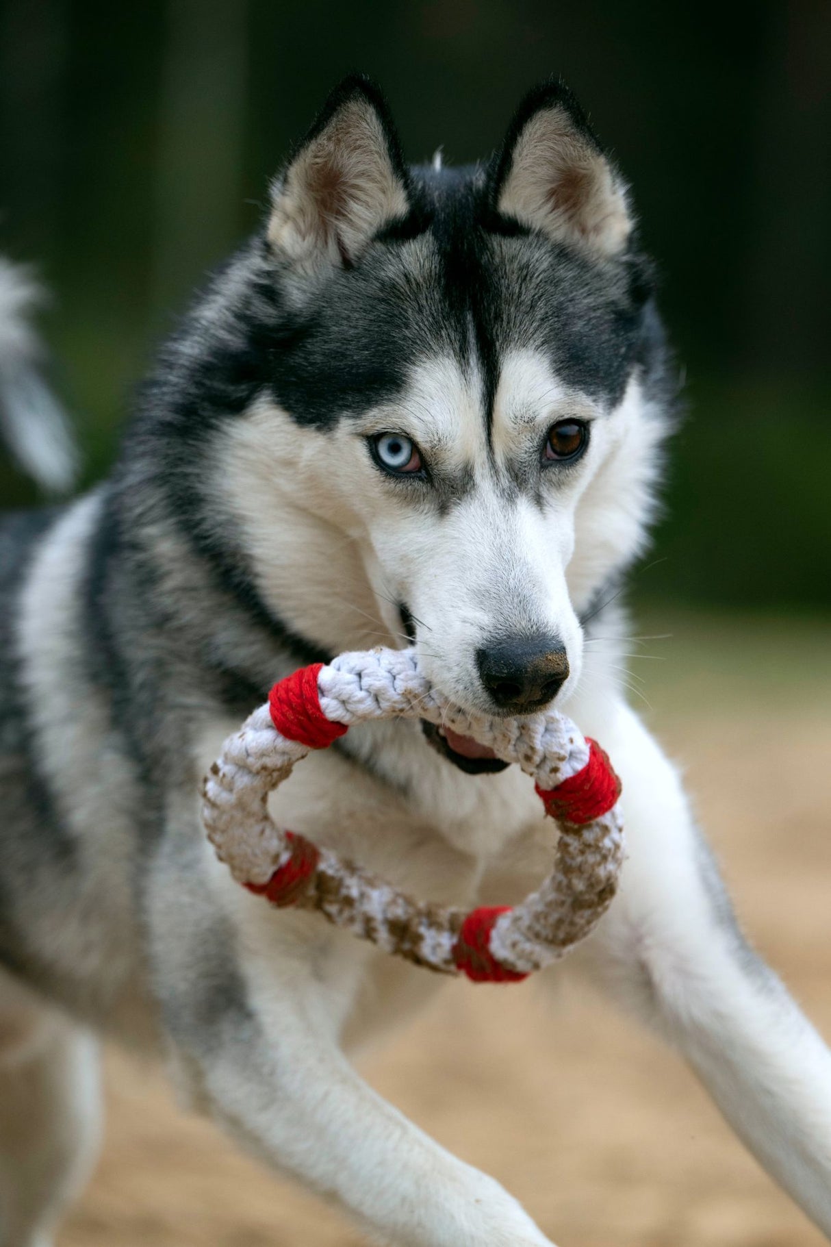 Laboni Hundespielzeug Rita Rettungsring - Kult Spielzeug für Hunde