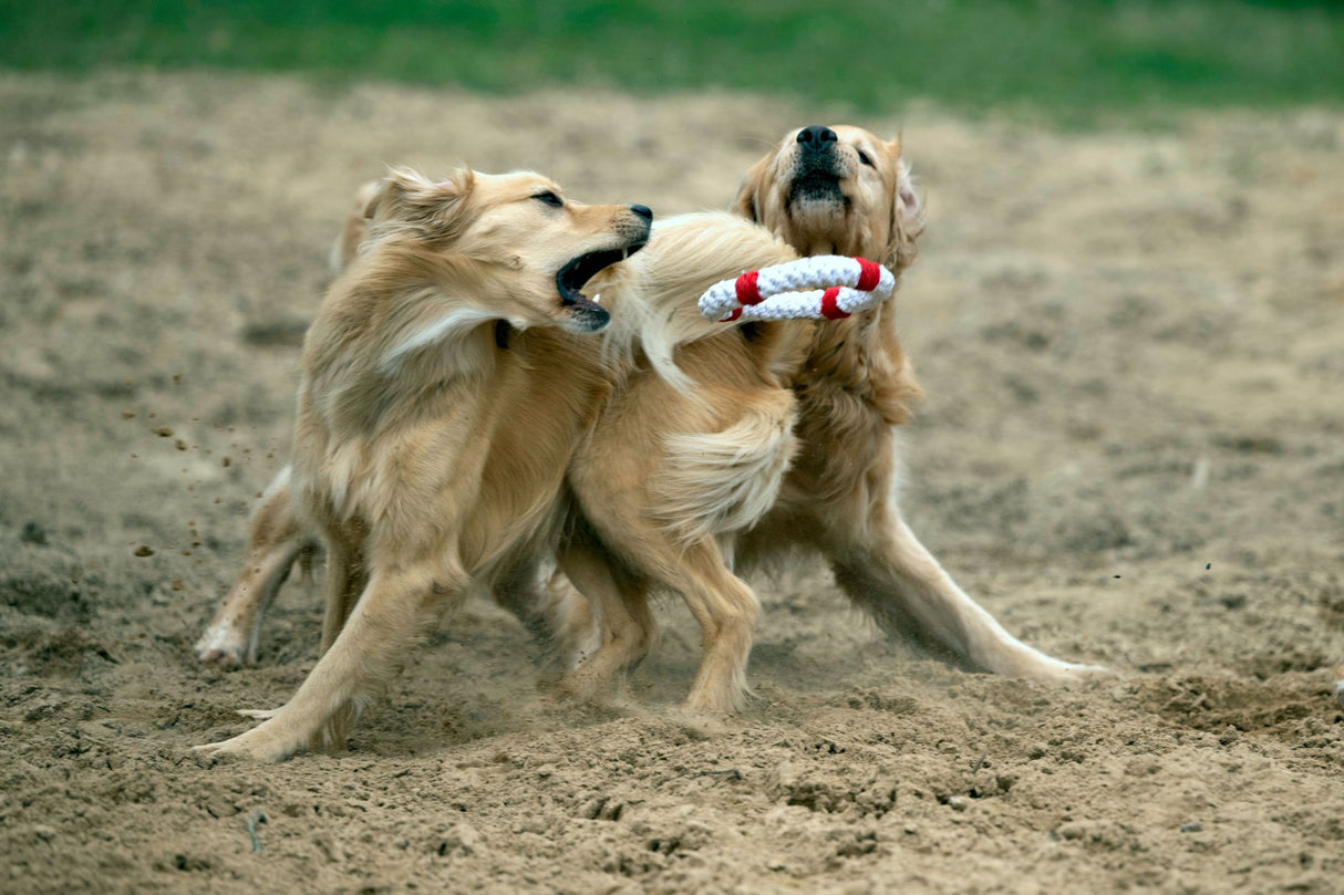 Laboni Hundespielzeug Rita Rettungsring - Kult Spielzeug für Hunde