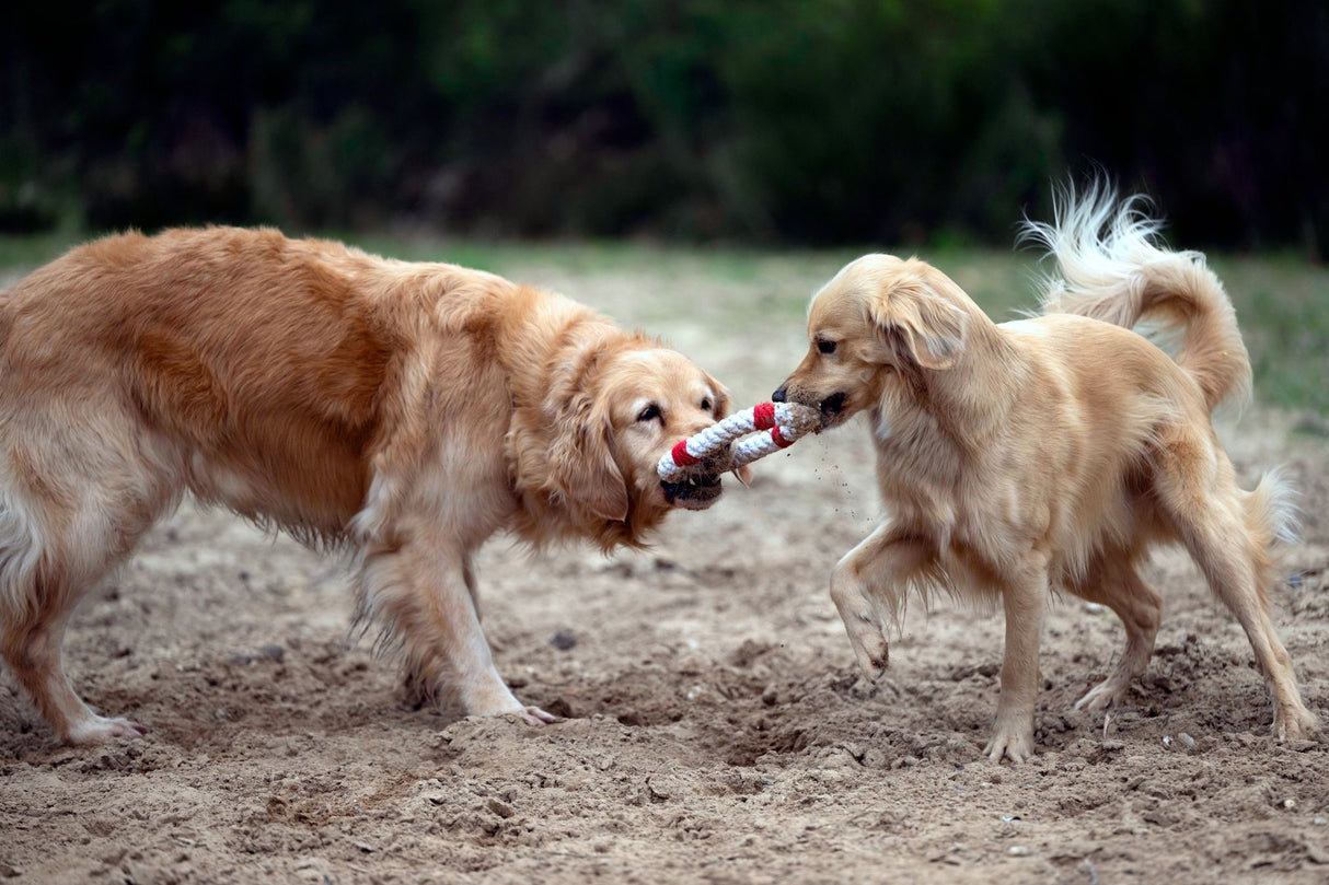 Laboni Hundespielzeug Rita Rettungsring - Kult Spielzeug für Hunde
