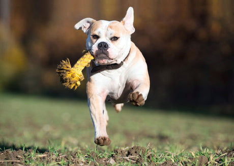 Laboni Hundespielzeug Leo Löwe - Kult Spielzeug für Hunde