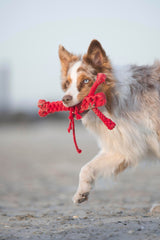 Laboni Hundespielzeug Hugo Hummer - Kult Spielzeug für Hunde
