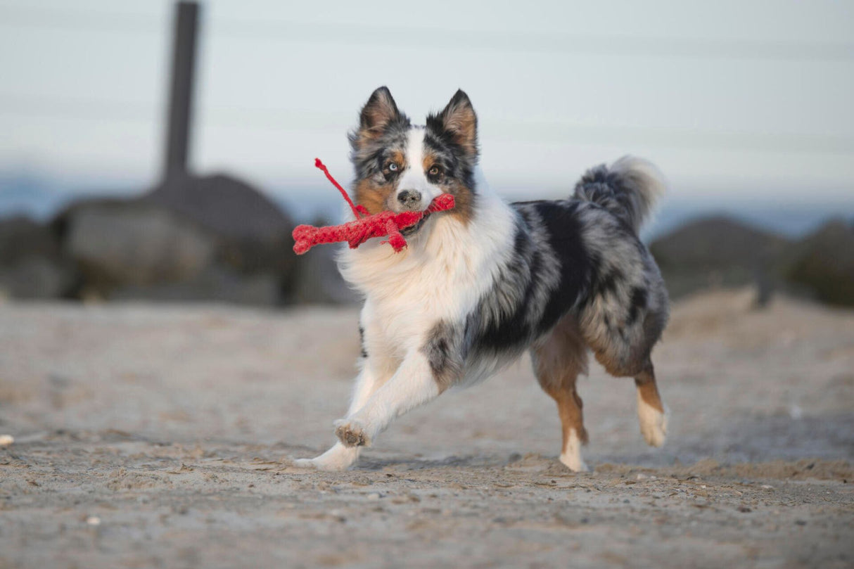 Laboni Hundespielzeug Hugo Hummer - Kult Spielzeug für Hunde