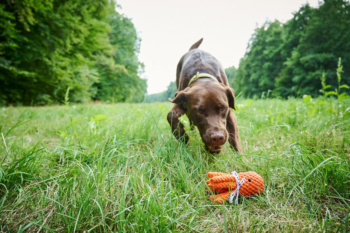 Laboni Hundespielzeug Thaddäus Tintenfisch - Kult Spielzeug für Hunde