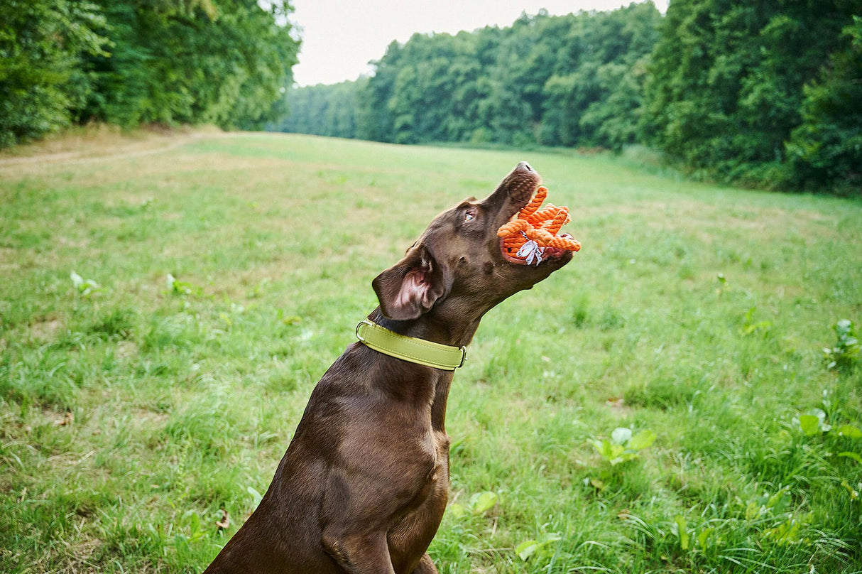 Laboni Hundespielzeug Thaddäus Tintenfisch - Kult Spielzeug für Hunde