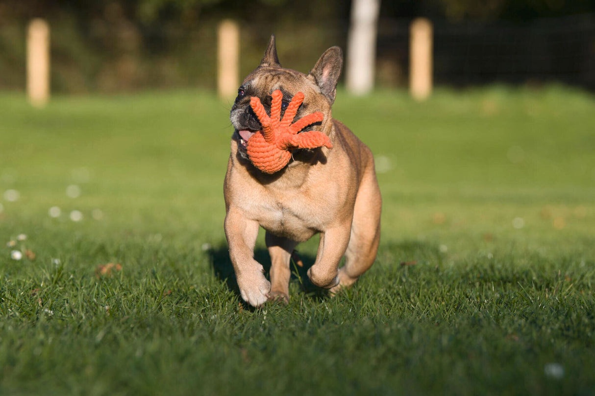 Laboni Hundespielzeug Thaddäus Tintenfisch - Kult Spielzeug für Hunde