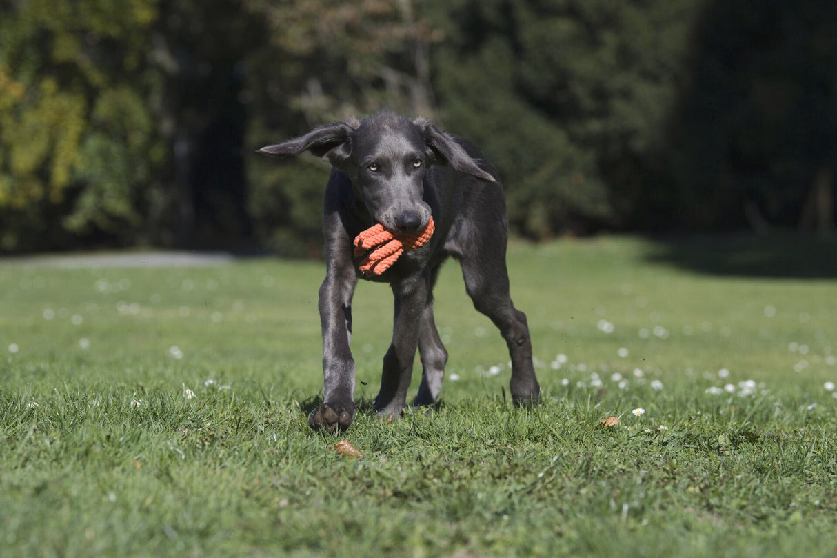 Laboni Hundespielzeug Thaddäus Tintenfisch - Kult Spielzeug für Hunde
