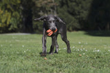 Laboni Hundespielzeug Thaddäus Tintenfisch - Kult Spielzeug für Hunde
