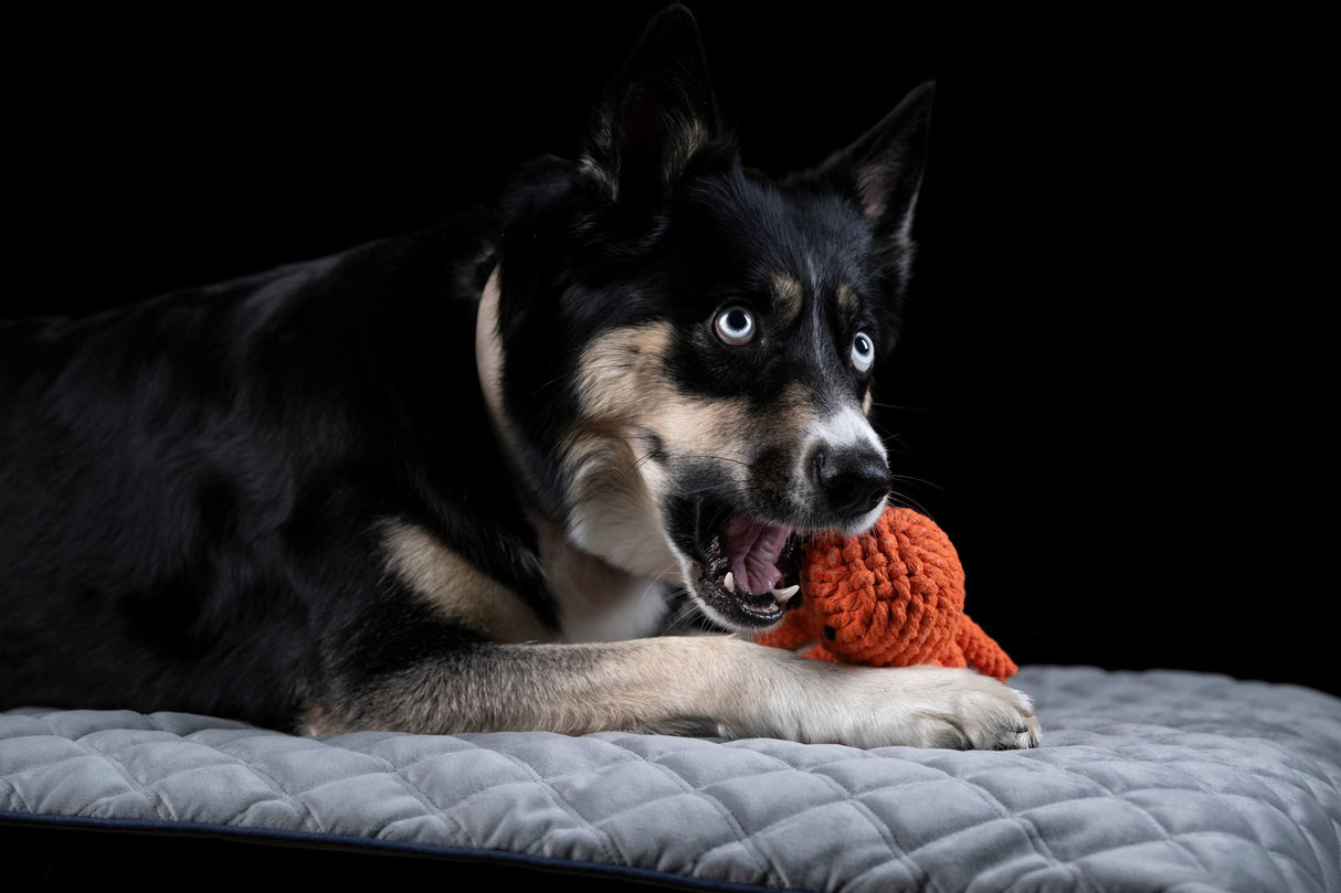 Laboni Hundespielzeug Thaddäus Tintenfisch - Kult Spielzeug für Hunde