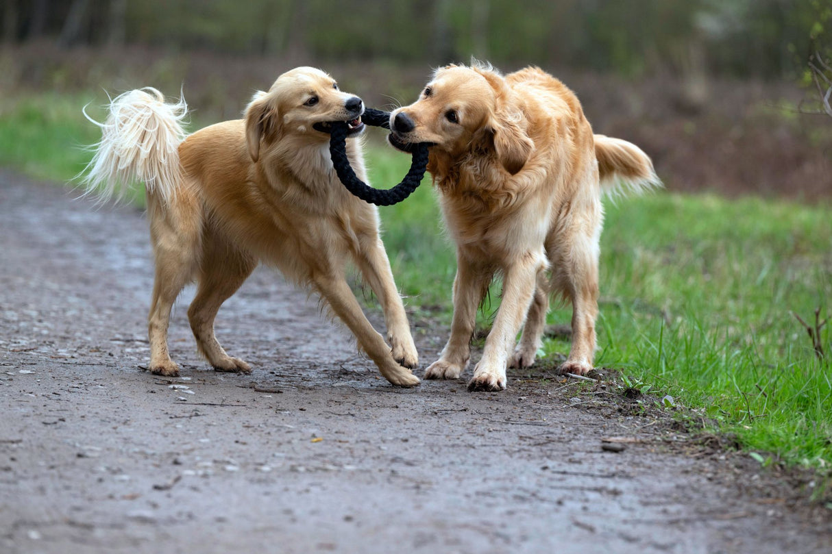 Laboni Hundespielzeug Ringo Ring - Kult Spielzeug für Hunde