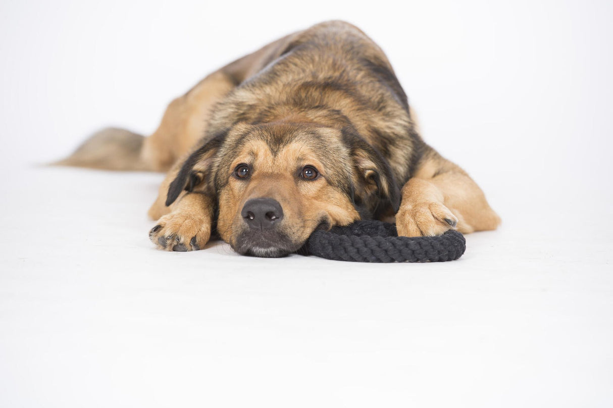 Laboni Hundespielzeug Ringo Ring - Kult Spielzeug für Hunde