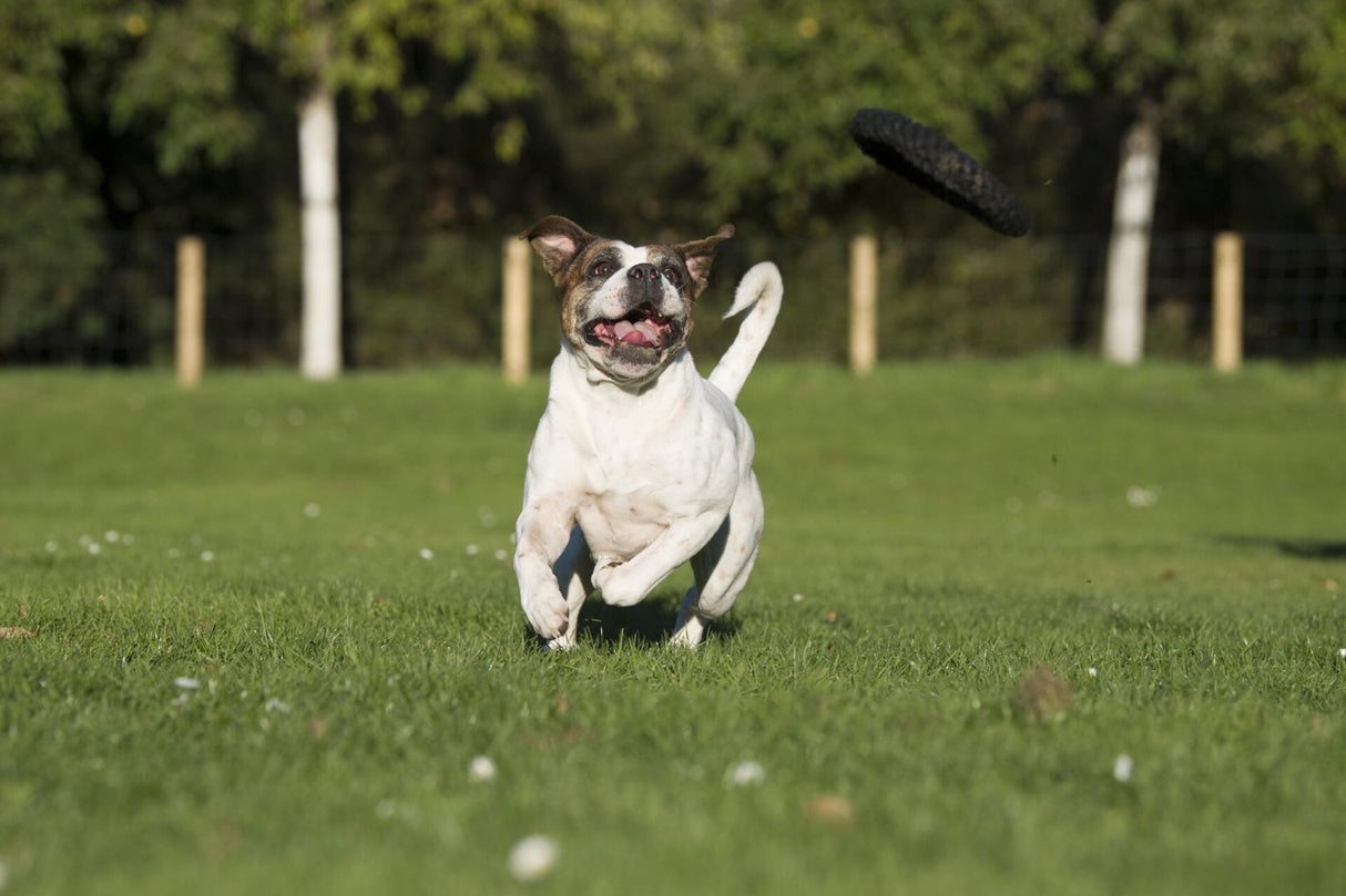 Laboni Hundespielzeug Ringo Ring - Kult Spielzeug für Hunde