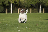 Laboni Hundespielzeug Ringo Ring - Kult Spielzeug für Hunde