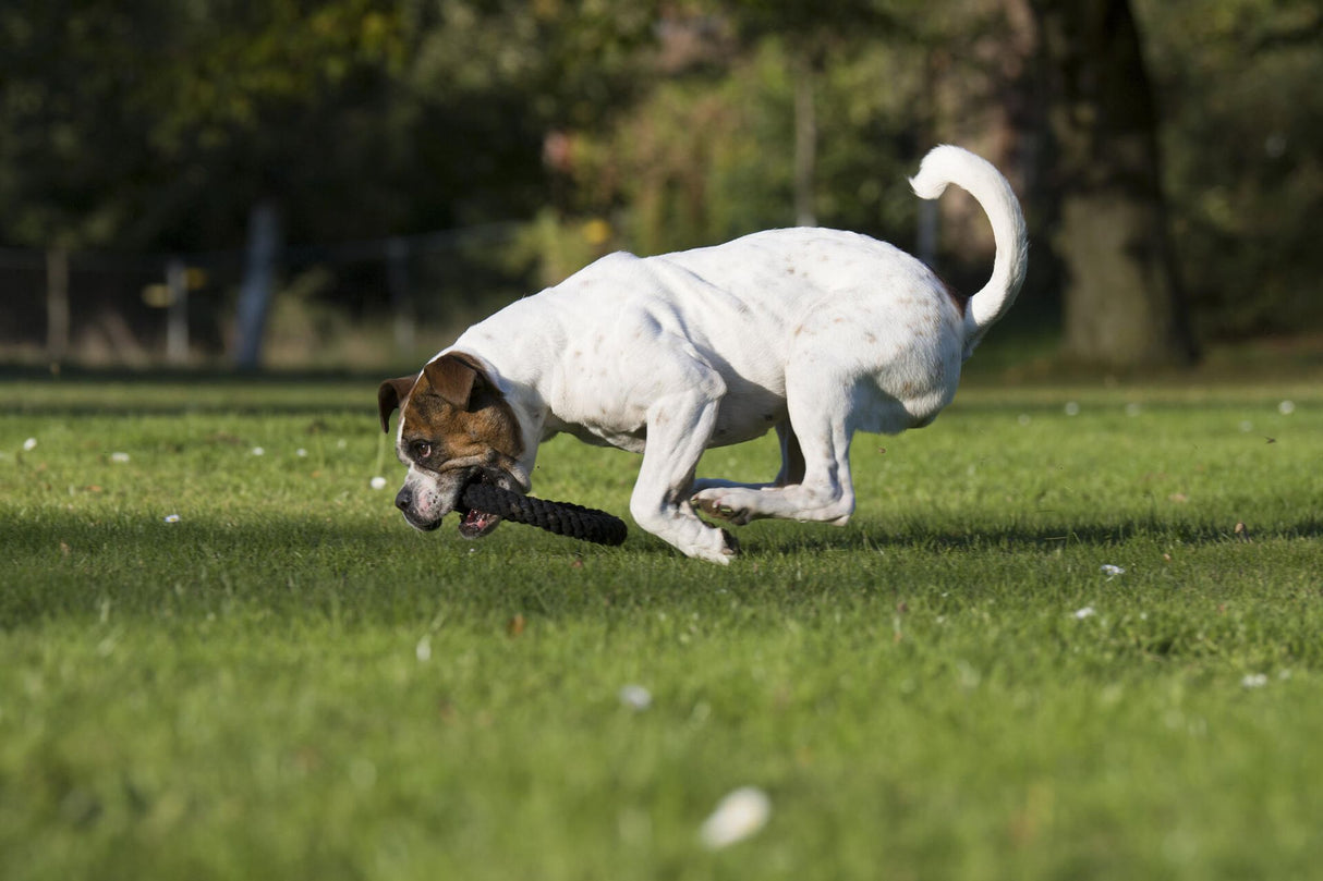 Laboni Hundespielzeug Ringo Ring - Kult Spielzeug für Hunde