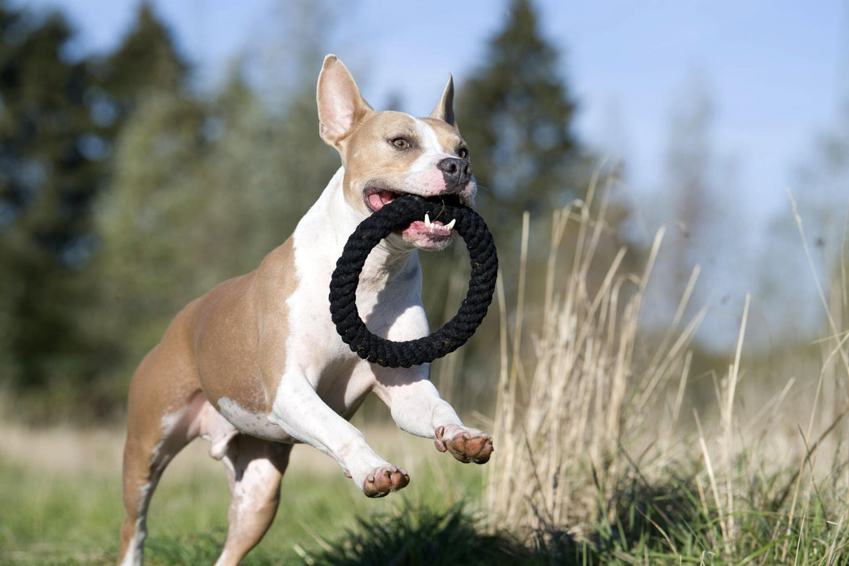 Laboni Hundespielzeug Ringo Ring - Kult Spielzeug für Hunde