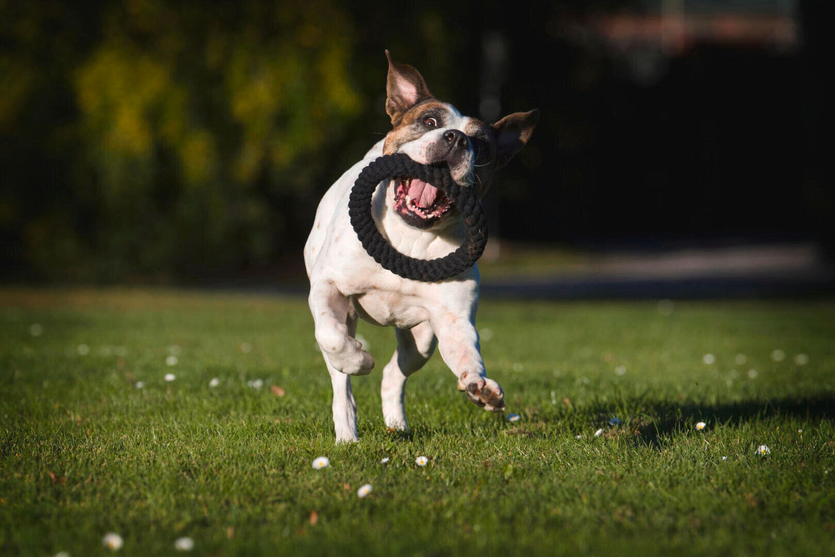 Laboni Hundespielzeug Ringo Ring - Kult Spielzeug für Hunde