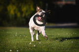 Laboni Hundespielzeug Ringo Ring - Kult Spielzeug für Hunde