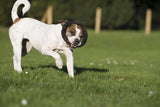 Laboni Hundespielzeug Ringo Ring - Kult Spielzeug für Hunde