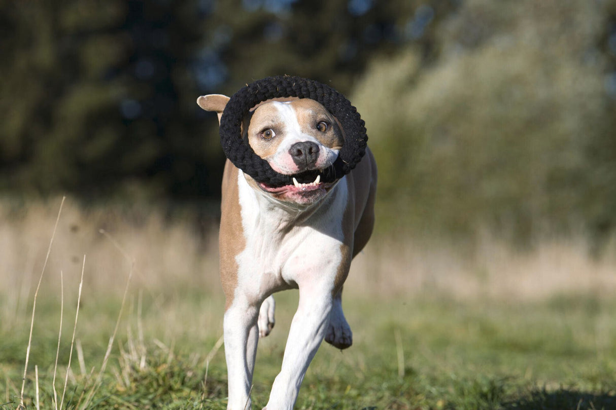 Laboni Hundespielzeug Ringo Ring - Kult Spielzeug für Hunde