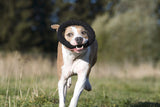 Laboni Hundespielzeug Ringo Ring - Kult Spielzeug für Hunde
