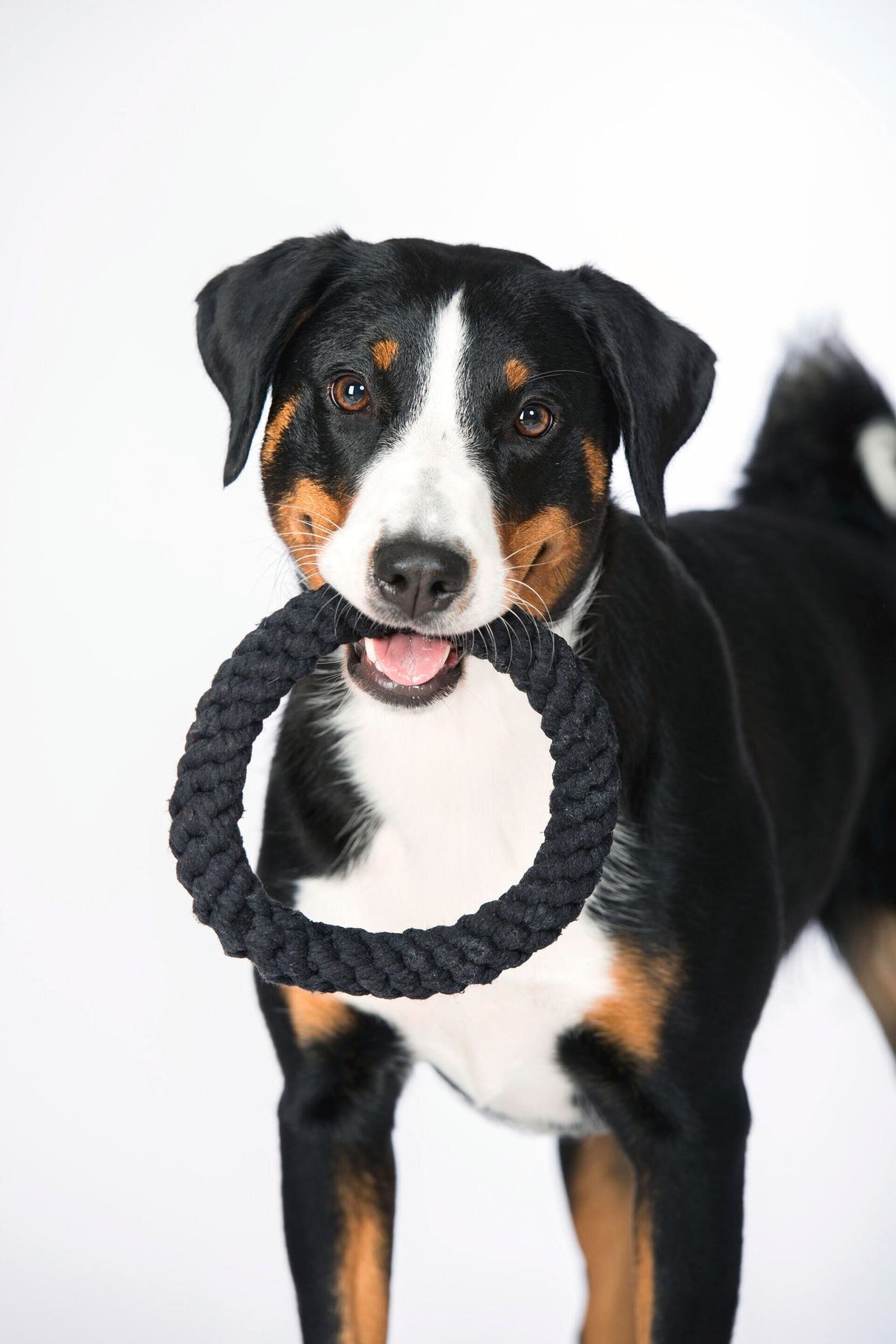 Laboni Hundespielzeug Ringo Ring - Kult Spielzeug für Hunde