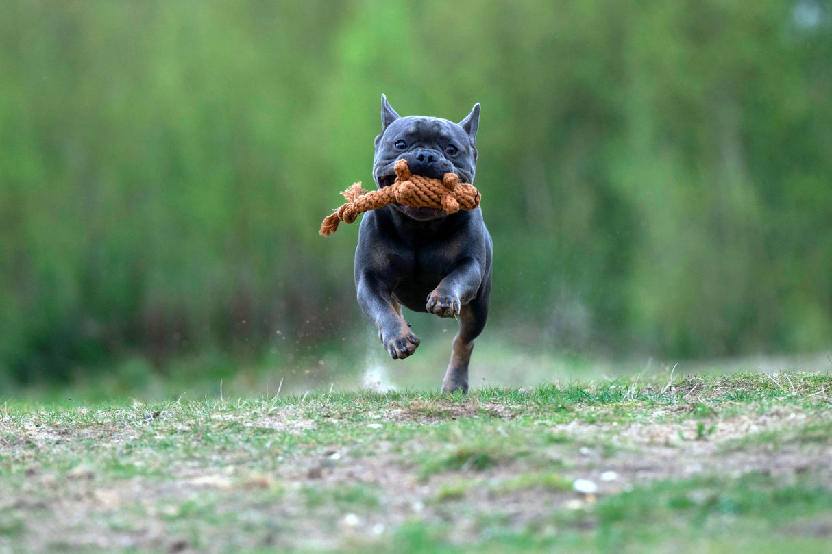 Laboni Hundespielzeug Eddie Eichhorn - Kult Spielzeug für Hunde