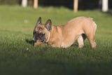Laboni Hundespielzeug Eddie Eichhorn - Kult Spielzeug für Hunde