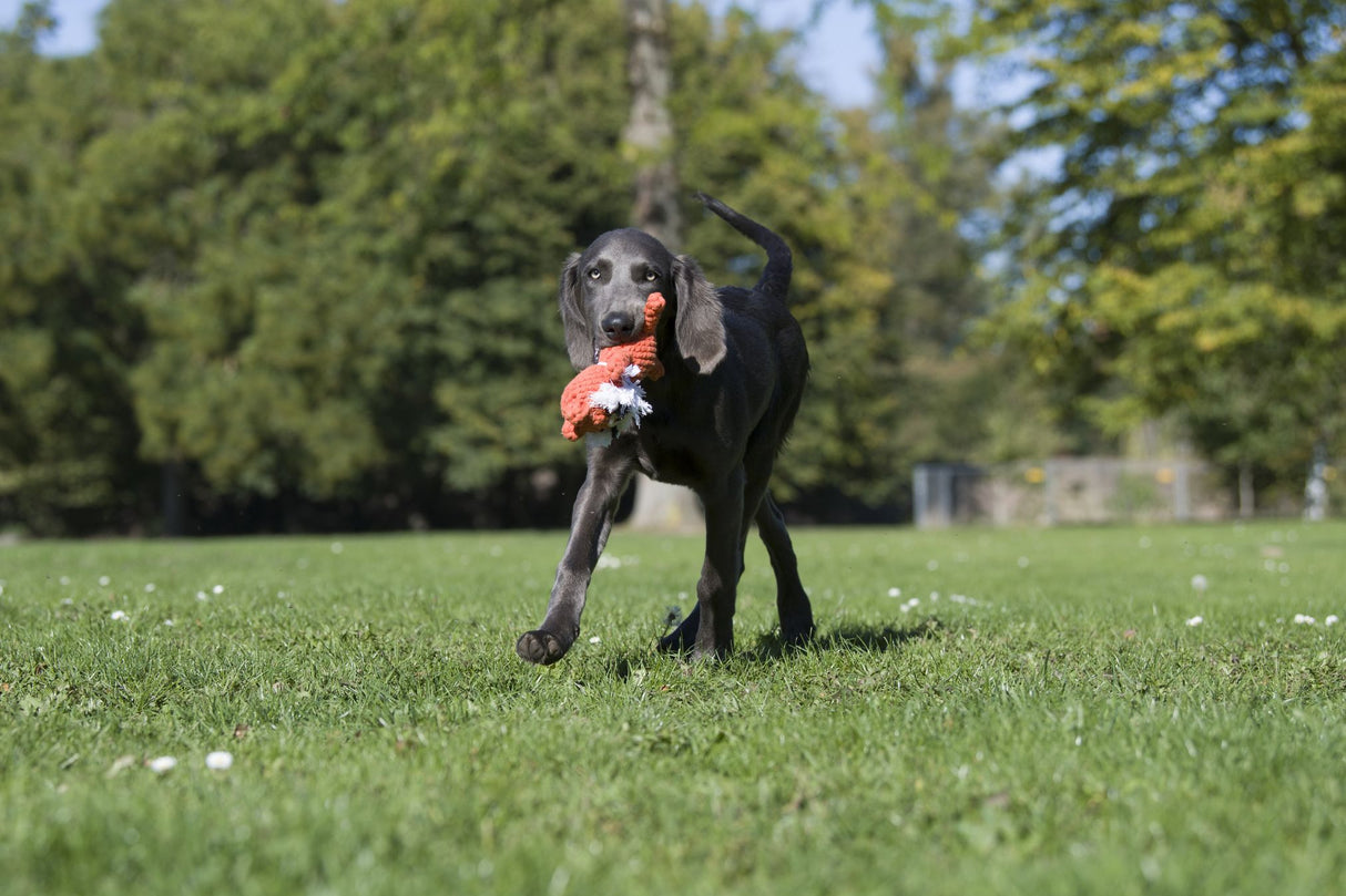 Laboni Hundespielzeug Timothy Tiger - Kult Spielzeug für Hunde