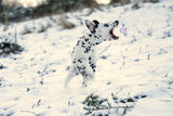 Laboni Hundespielzeug Shawn der Schneemann - Kult Spielzeug für Hunde