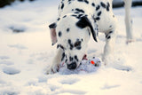 Laboni Hundespielzeug Shawn der Schneemann - Kult Spielzeug für Hunde