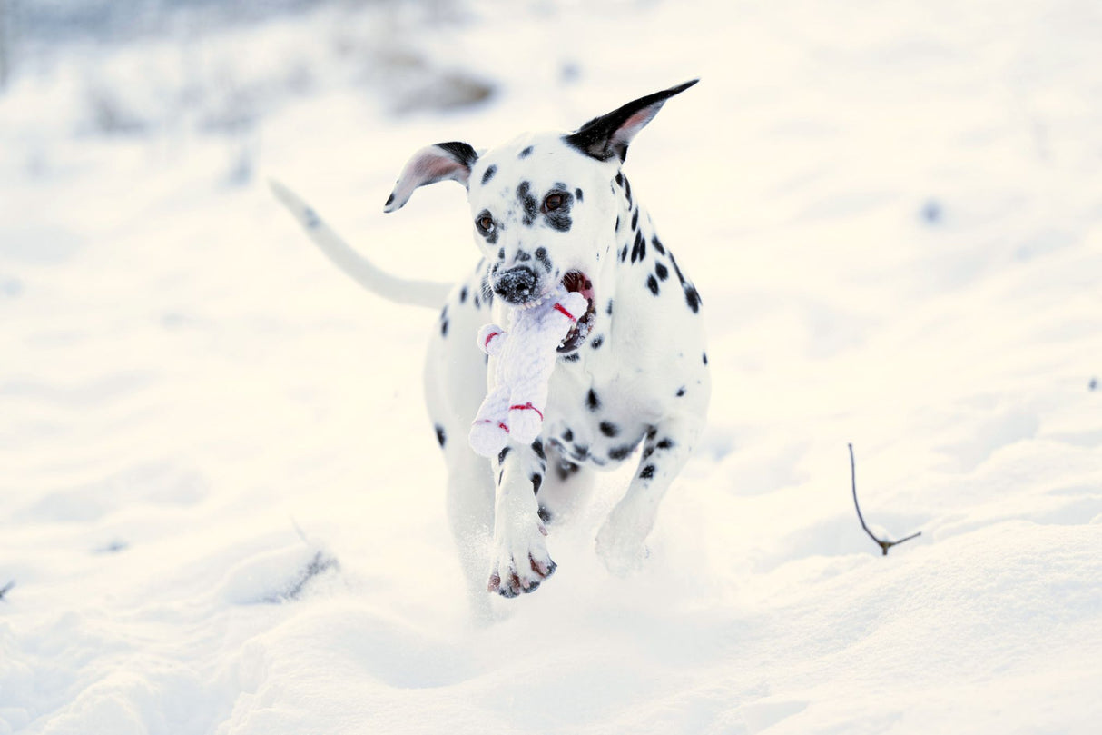 Laboni Hundespielzeug Shawn der Schneemann - Kult Spielzeug für Hunde