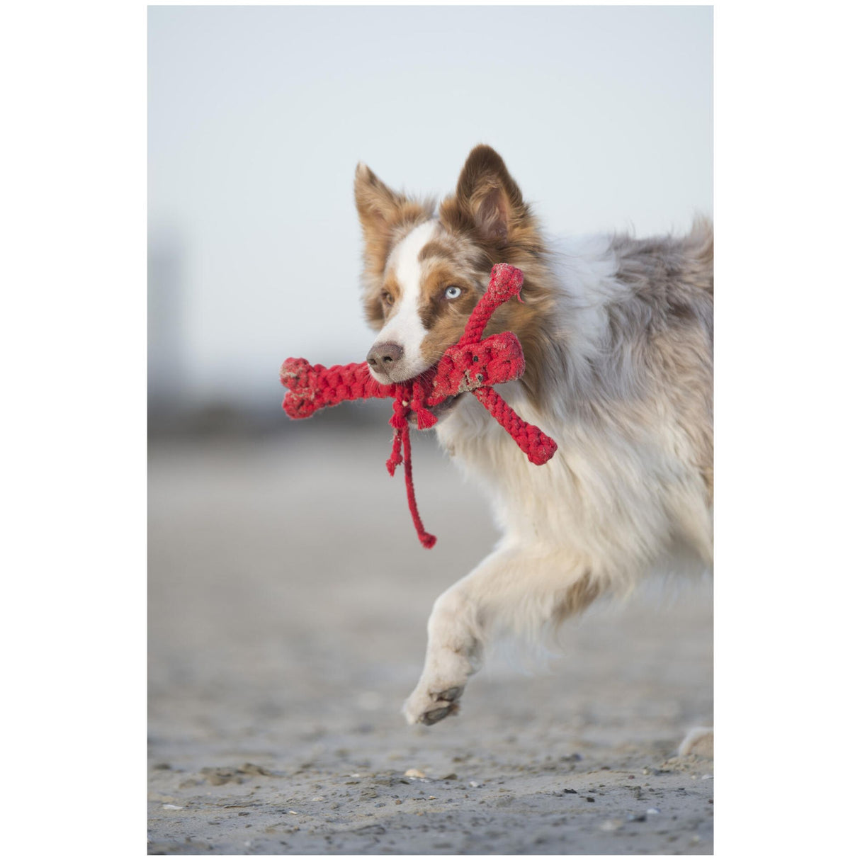 Laboni Hundespielzeug Big Ocean - Spielzeug-Set für Hunde