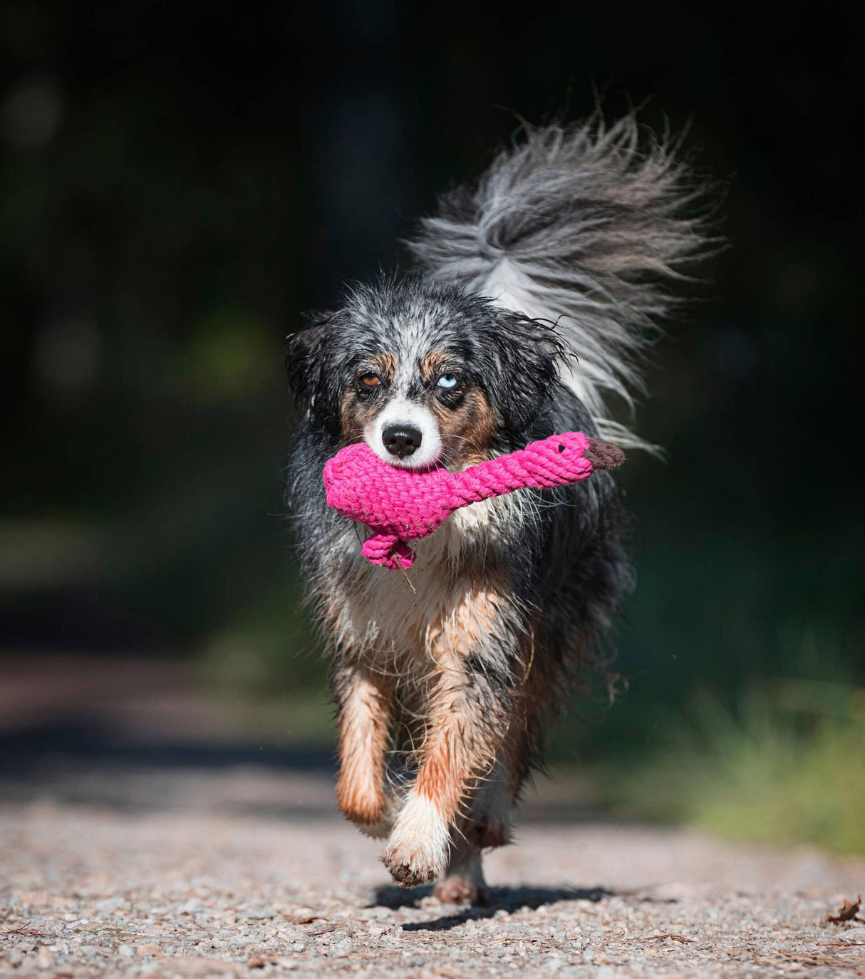 Laboni Hundespielzeug Summer Safari - Spielzeug-Set für Hunde