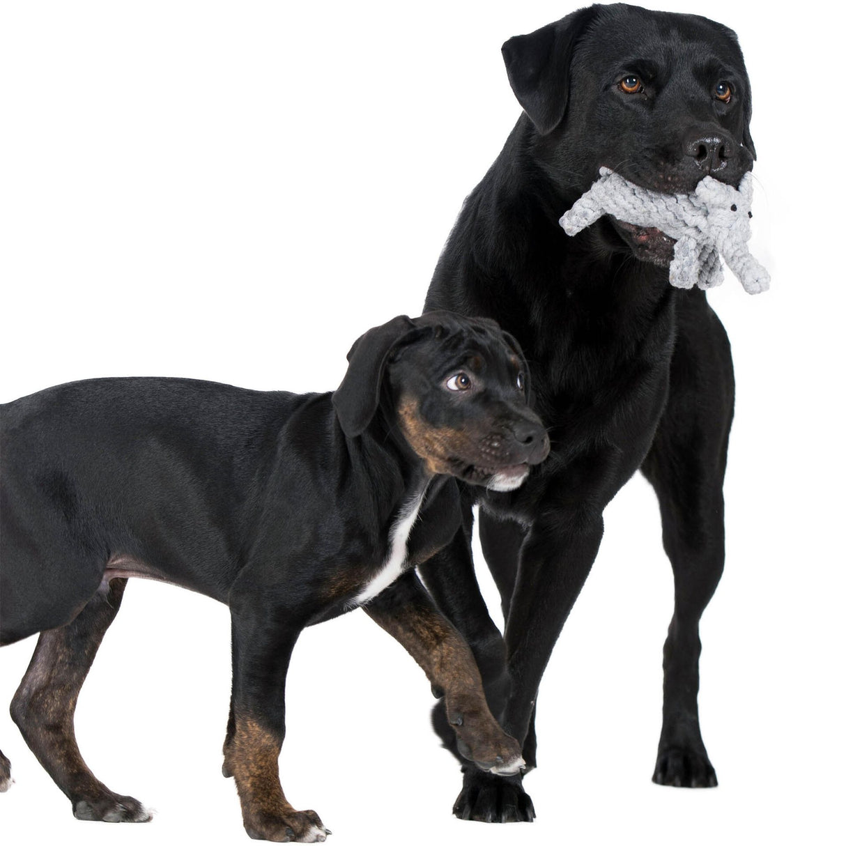 Laboni Hundespielzeug Summer Safari - Spielzeug-Set für Hunde